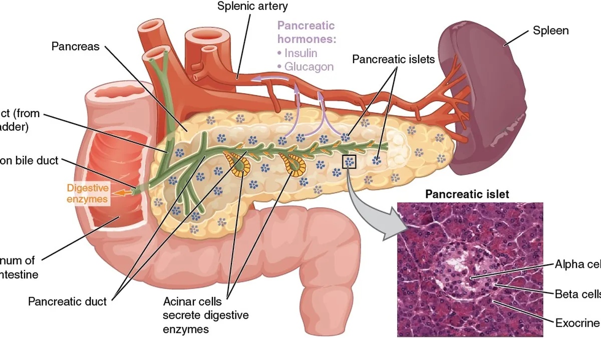 Anatomy illustration of the pancreas and nearby organs that decide resectability